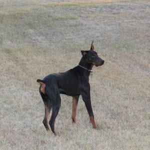 Meet your Posher, Aaron